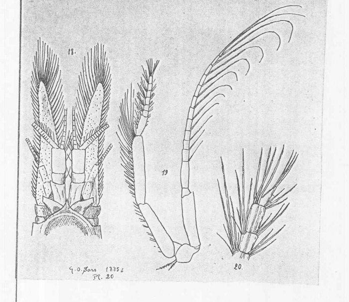 Pseudomysis abyssi