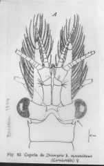 Diamysis bahirensis