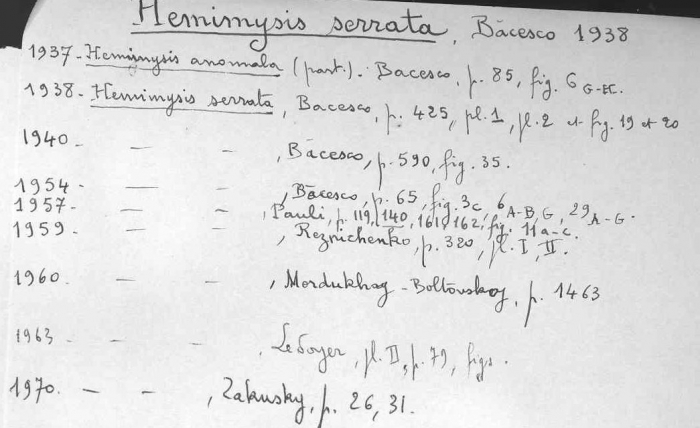 Hemimysis serrata