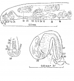 Promonotus orthocirrus