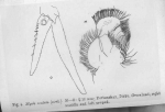 Mysis oculata