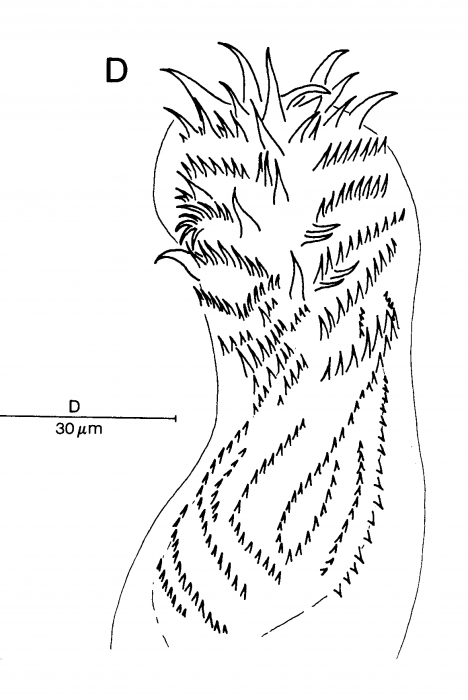 Promonotus priapuliformis Promonotus priapuliformis