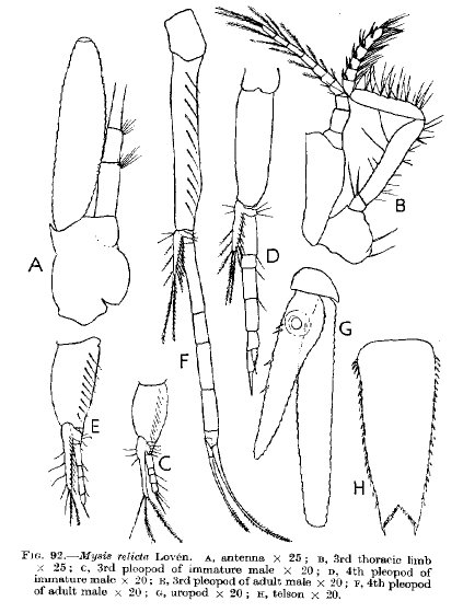 Mysis relicta