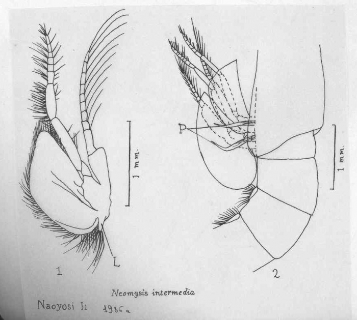 Neomysis intermedia