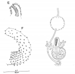 Promonotus sphaerobursa