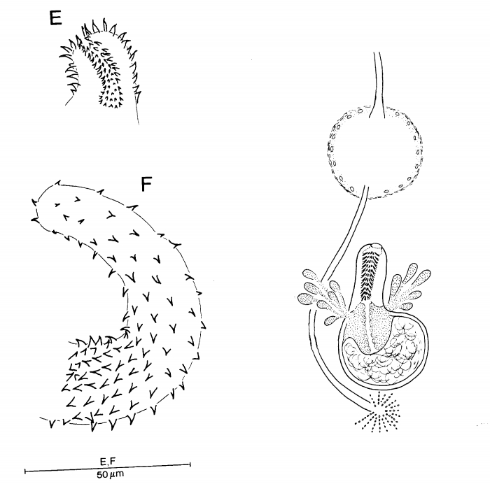 Promonotus sphaerobursa Promonotus sphaerobursa