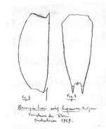 Paramysis baeri bispinosa (= P. bakuensis)