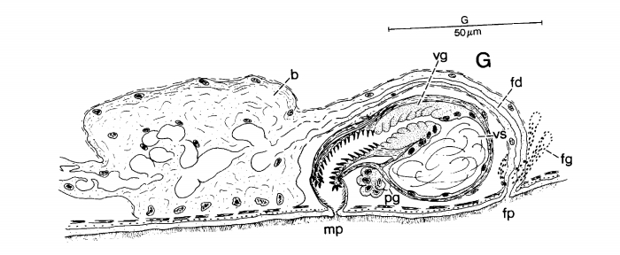 Promonotus sphaerobursa Promonotus sphaerobursa