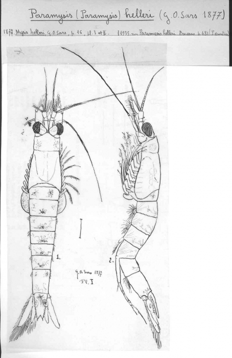 Paramysis (Longidentia) helleri