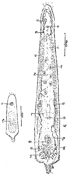 Promonotus villacae