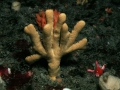 Porifera (sponges)