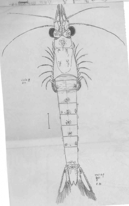 Schistomysis assimilis Schistomysis assimilis