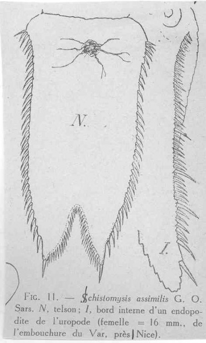 Schistomysis assimilis