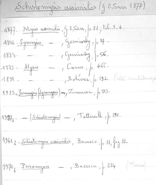 Schistomysis assimilis