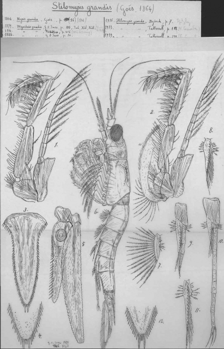 Stilomysis grandis