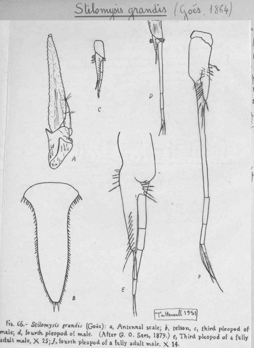 Stilomysis grandis