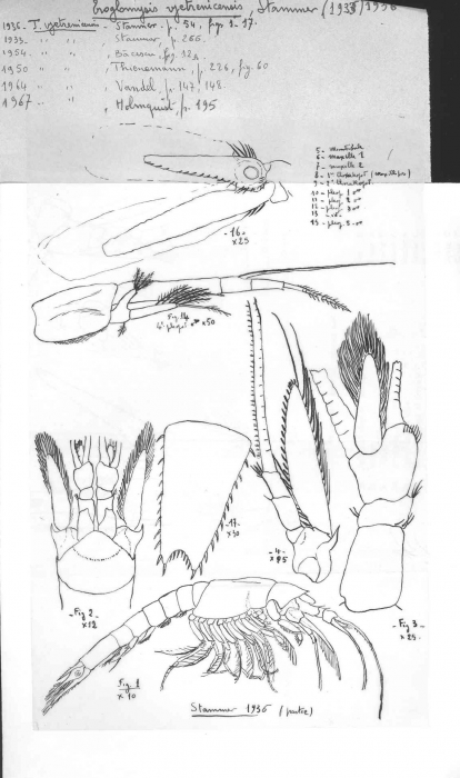 Troglomysis vjetrenicensis Stammer, 1933