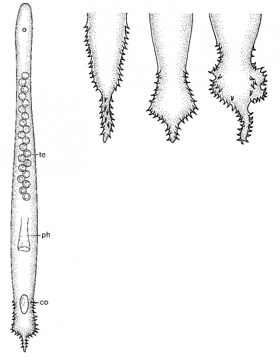 Promonotus wilsoni