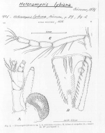 Heteromysis (Heteromysis) lybiana