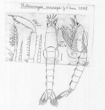 Heteromysis (Heteromysis) microps