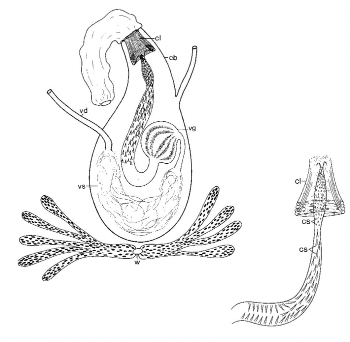Promonotus wilsoni Promonotus wilsoni