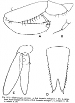 Heteromysis (Heteromysis) microps