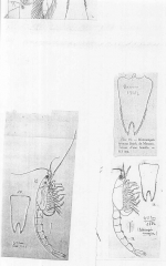 Heteromysis (Heteromysis) norvegica