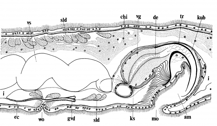 Ezoplana masacoae Ezoplana masacoae