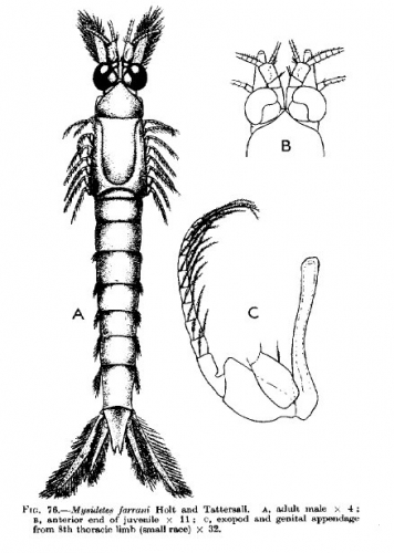 Part: Total dorsal