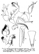 Mysidetes farrani