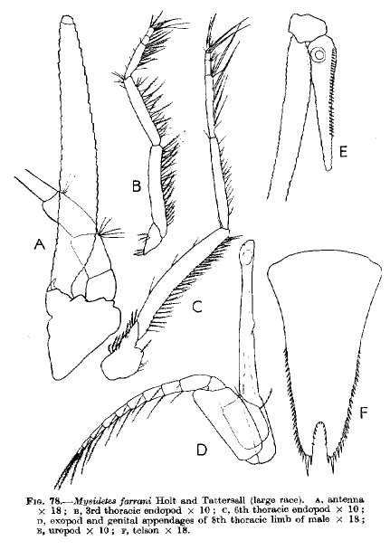 Mysidetes farrani