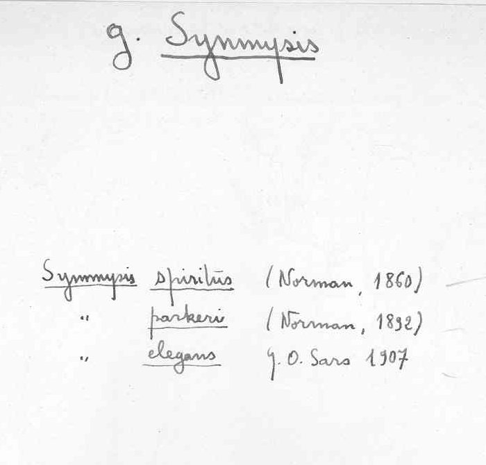 Synmysis