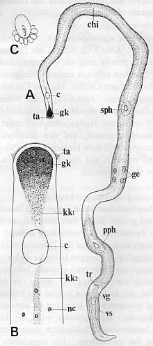 Ezoplana masacoae