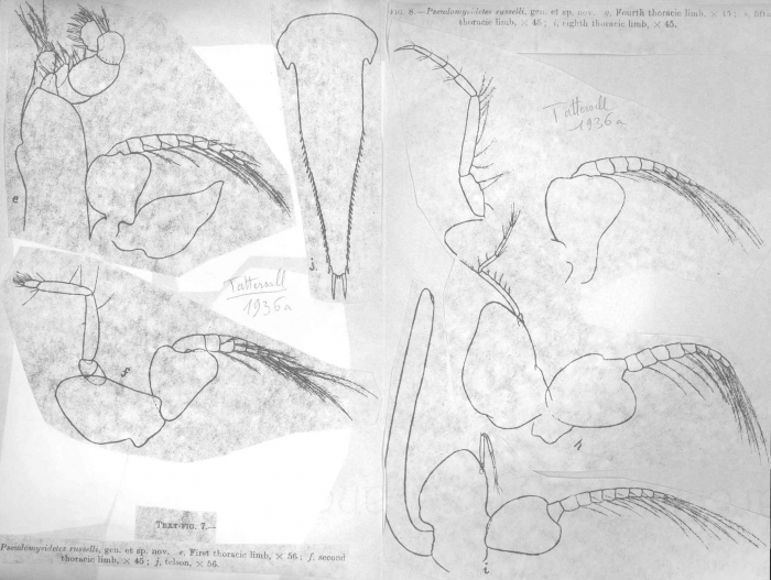 Pseudomysidetes russelli