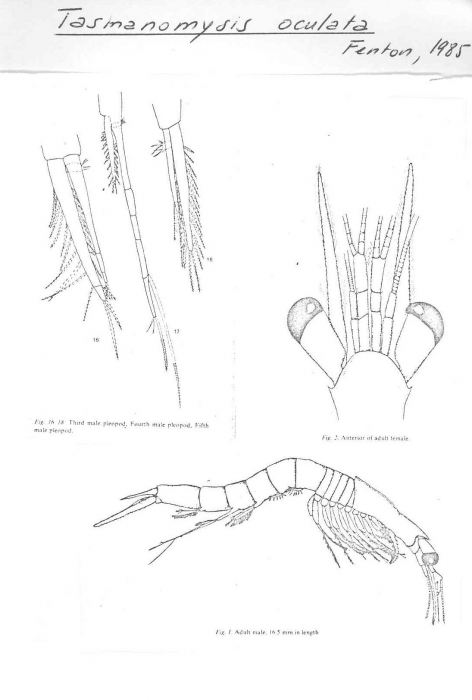 Tasmanomysis oculata