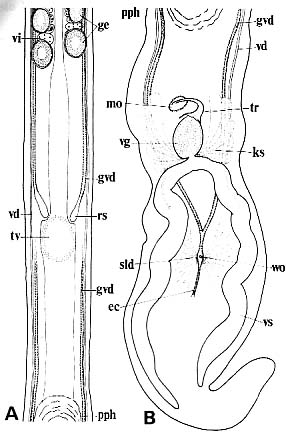 Ezoplana masacoae