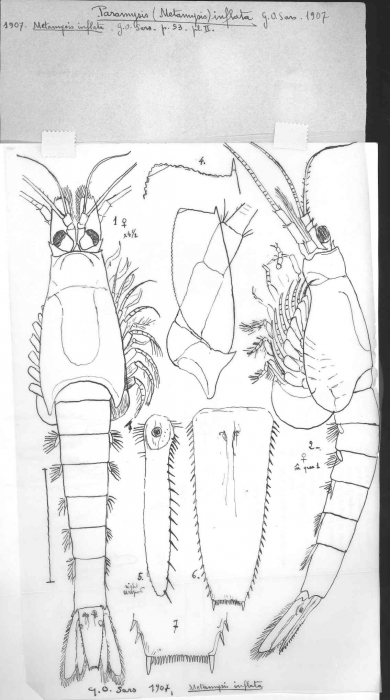 Paramysis inflata