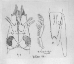 Paramysis (Serrapalpisis) incerta