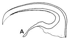 Ezoplana masacoae Ezoplana masacoae