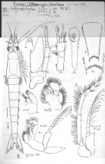 Paramysis loxoloepis