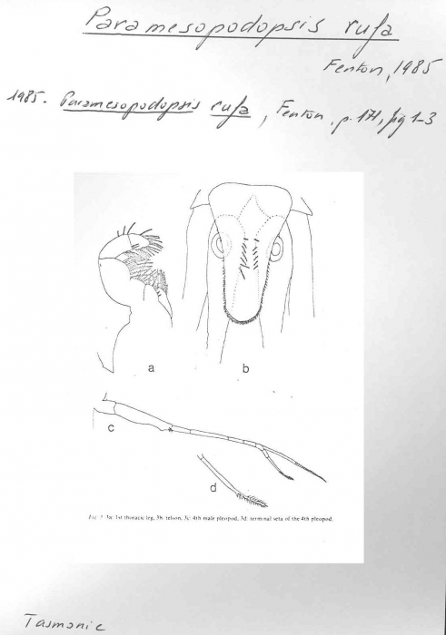 Paramesopodopsis rufa