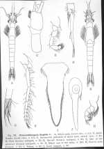 Paracanthomysis hispida