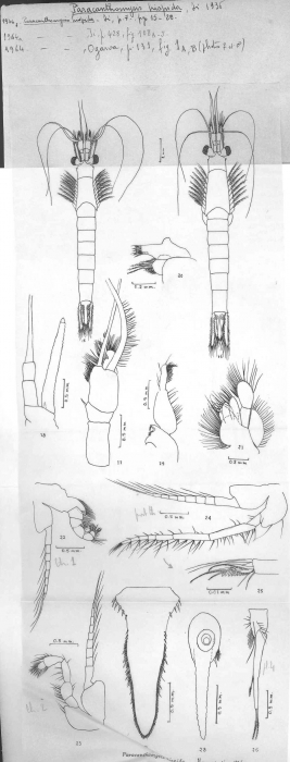 Paracanthomysis hispida