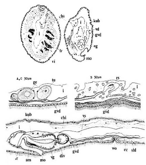 Ezoplana oxygona