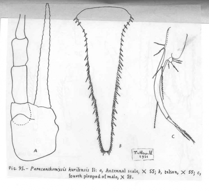 Paracanthomysis kurilensis