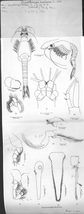 Paracanthomysis kurilensis