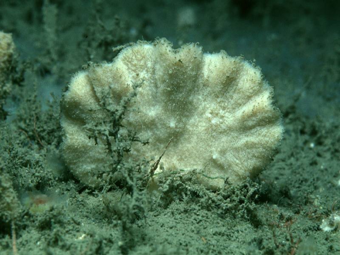 Axinella flustra Topsent, 1892 Axinella flustra Topsent, 1892