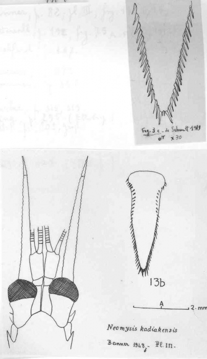 Neomysis kadiakensis