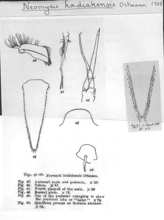 Neomysis kadiakensis