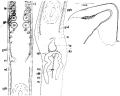 Platyhelminthes (flatworms)